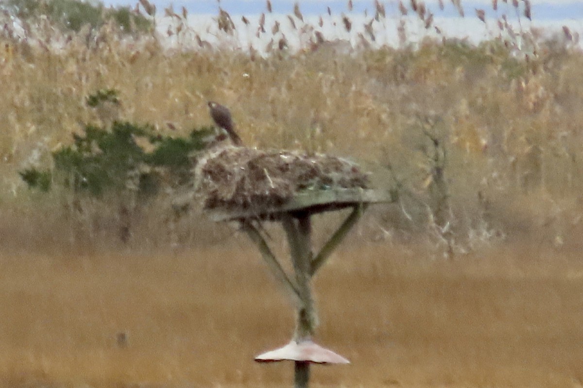 sokol stěhovavý - ML645606664