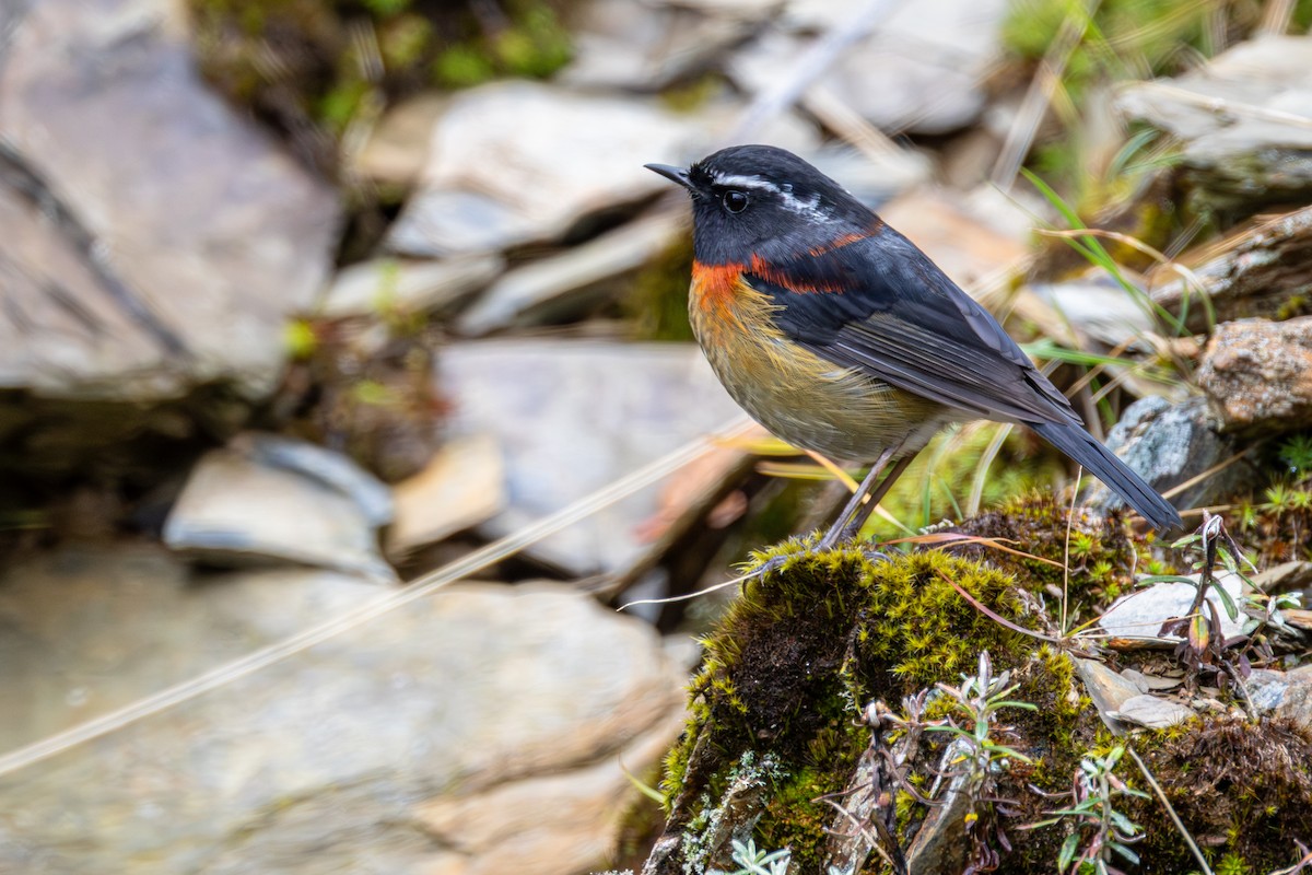 Robin de Johnstone - ML645606668