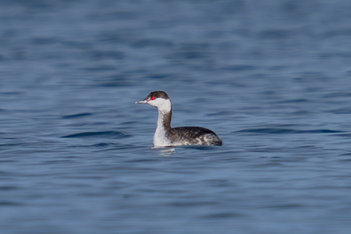 Horned Grebe - ML645606684