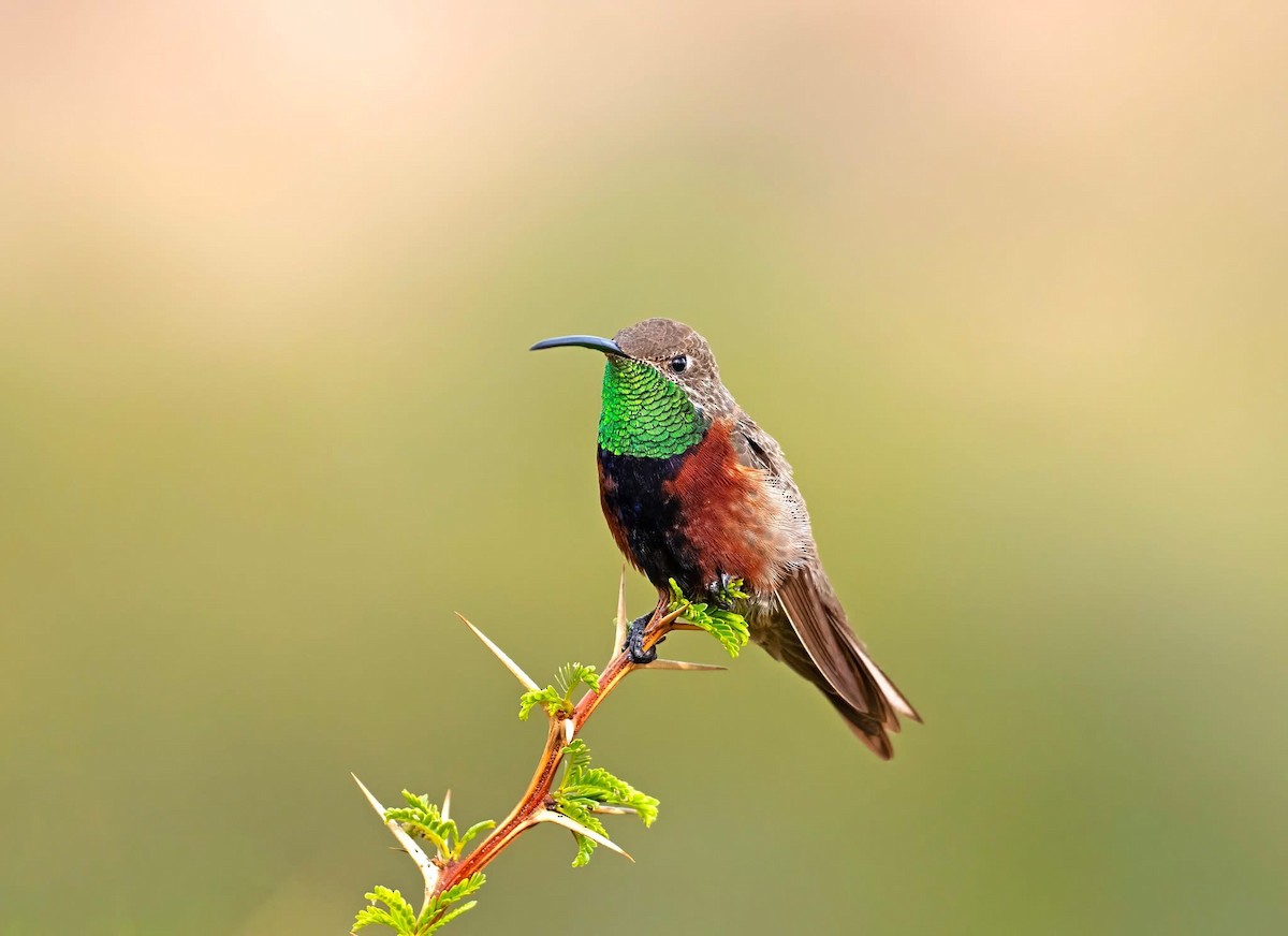 Wedge-tailed Hillstar - ML645606711