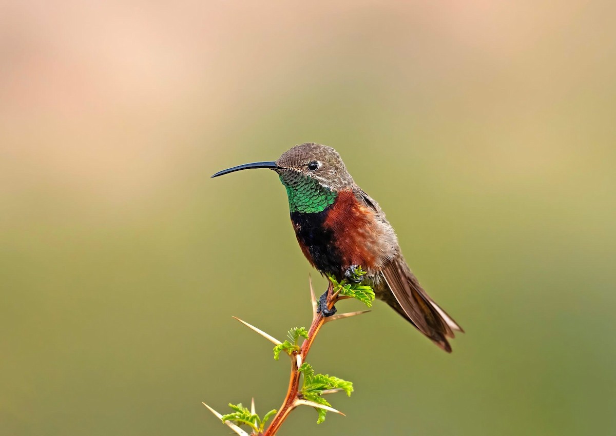 Wedge-tailed Hillstar - ML645606712