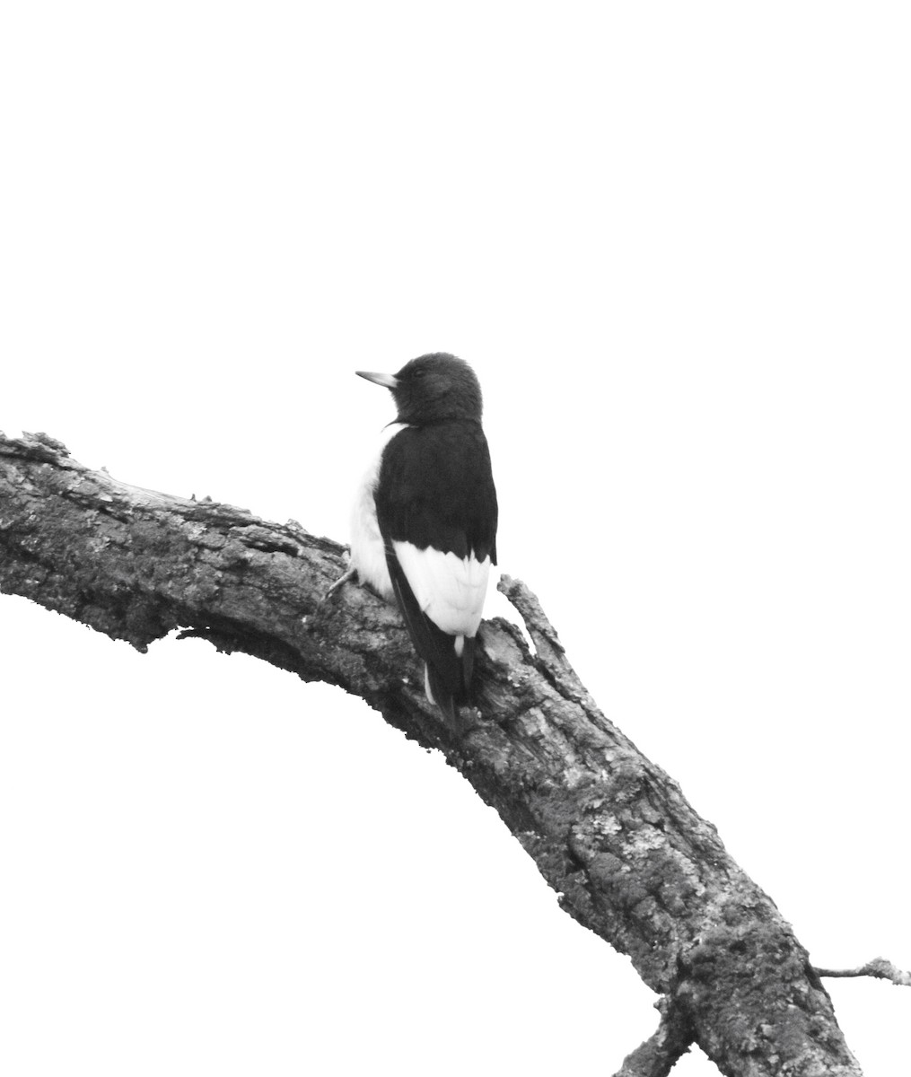 Red-headed Woodpecker - ML645606715