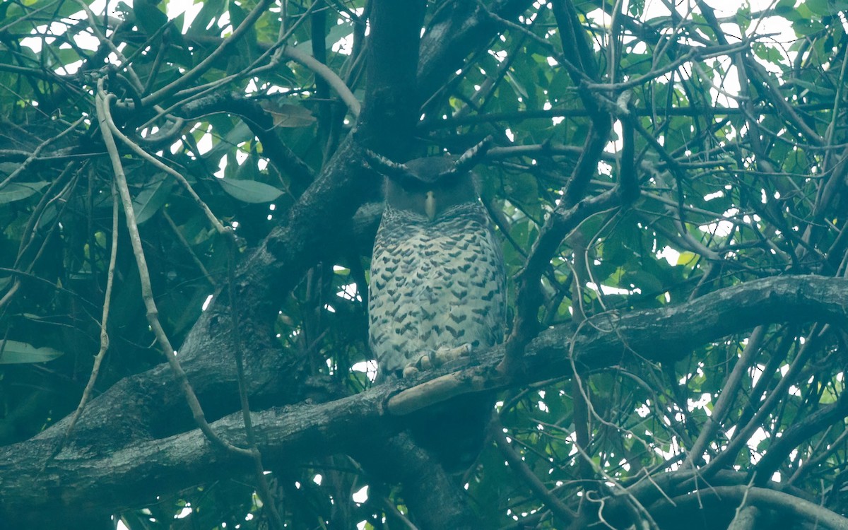 Spot-bellied Eagle-Owl - ML645606716