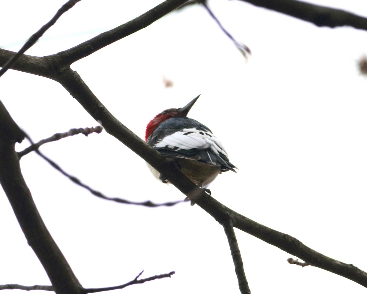 Red-headed Woodpecker - ML645606718