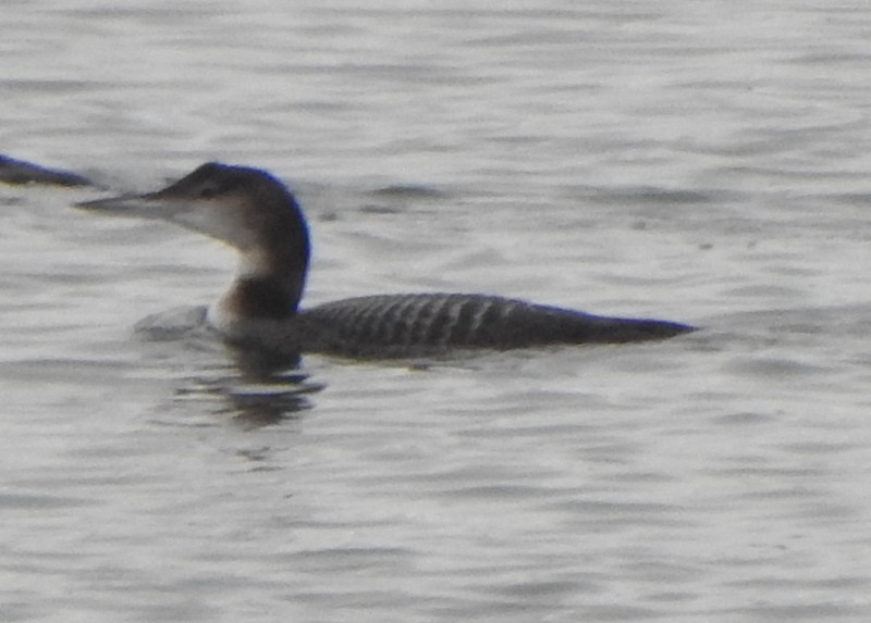 ハシグロアビ - ML645606728