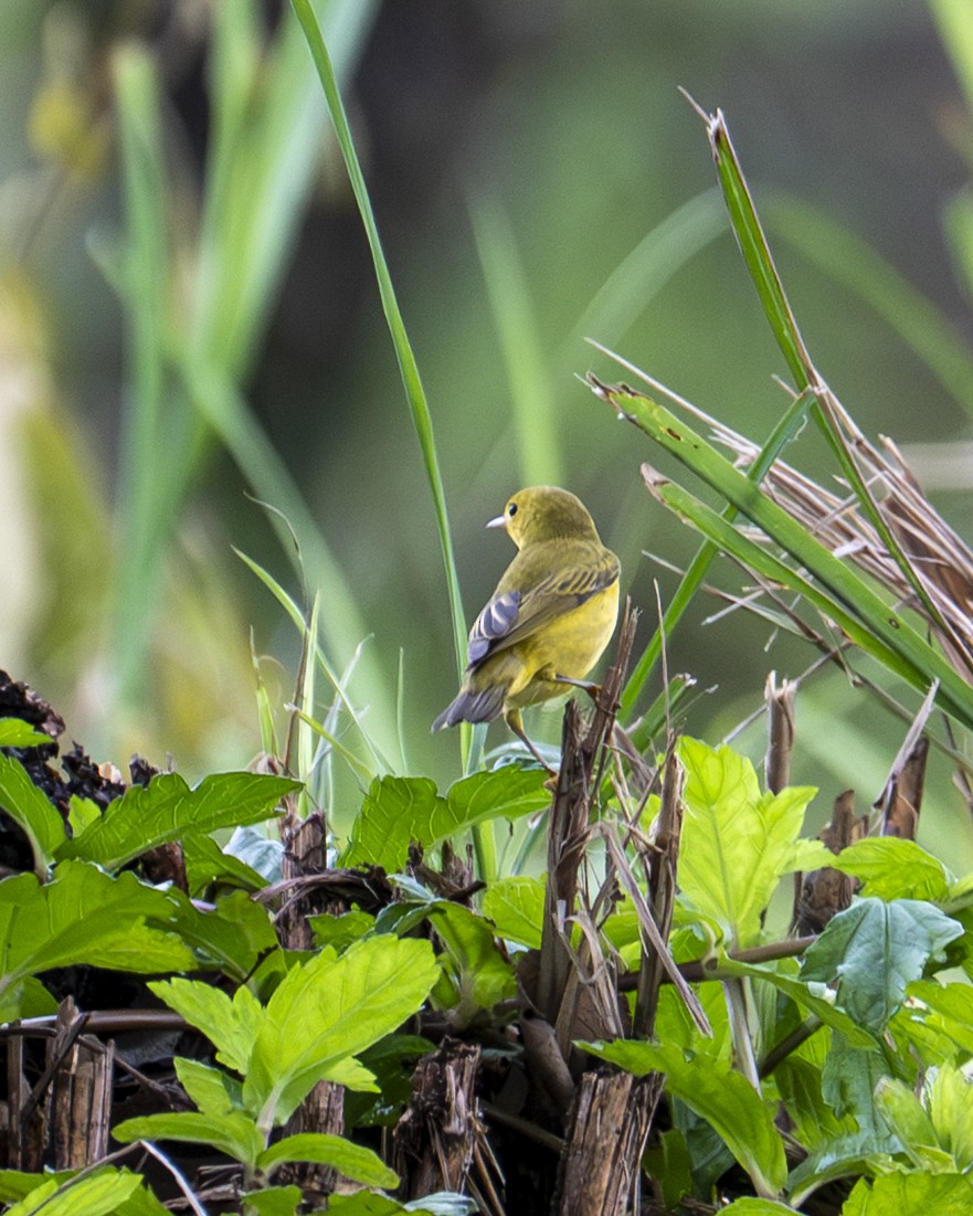 Mangrove Yellow Warbler - ML645606731