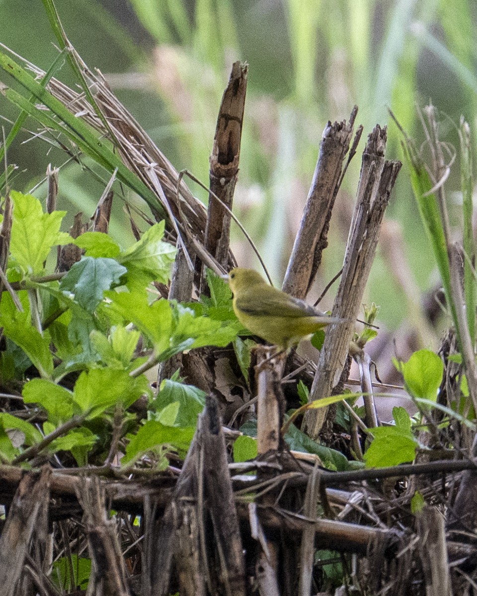 Mangrove Yellow Warbler - ML645606732