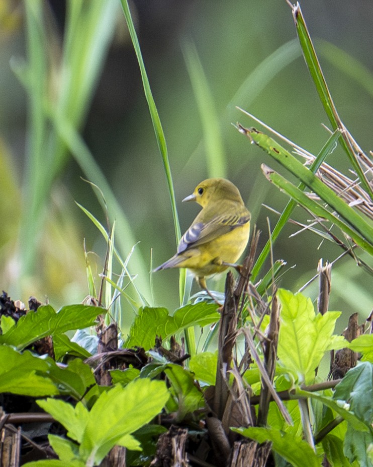 Mangrove Yellow Warbler - ML645606733