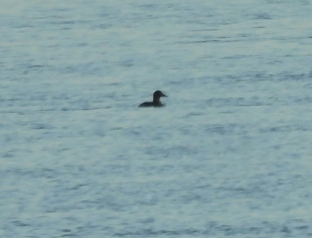 ヨーロッパビロードキンクロ - ML645606734