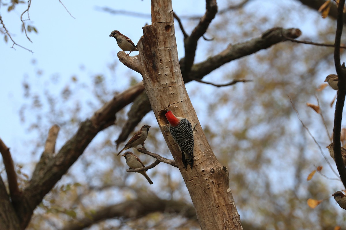 シマセゲラ - ML645606735