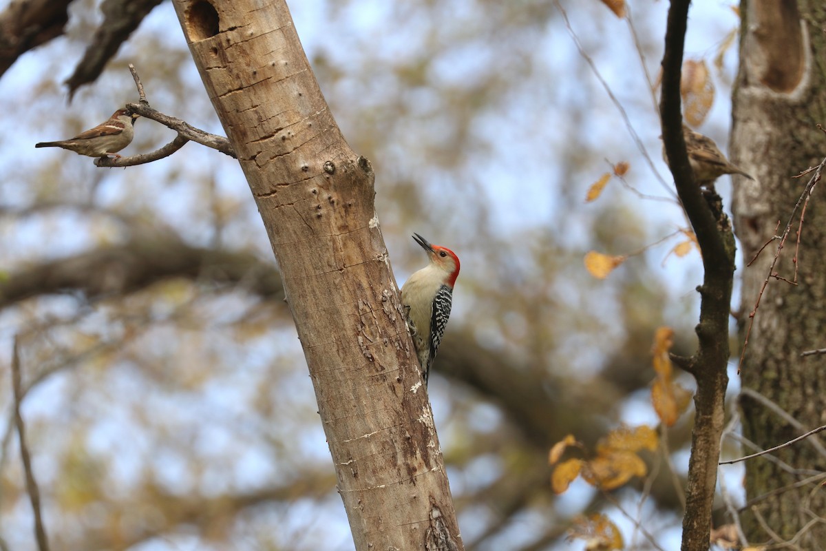 シマセゲラ - ML645606736