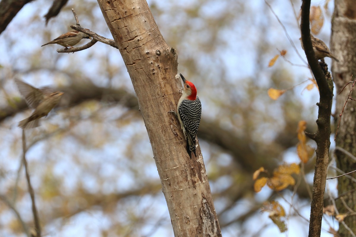 シマセゲラ - ML645606737