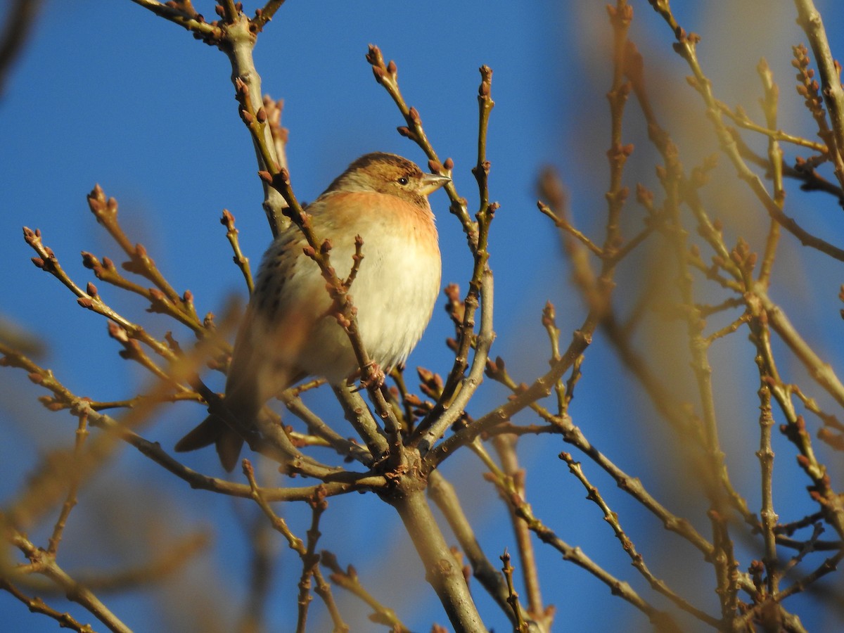 アトリ - ML645606738