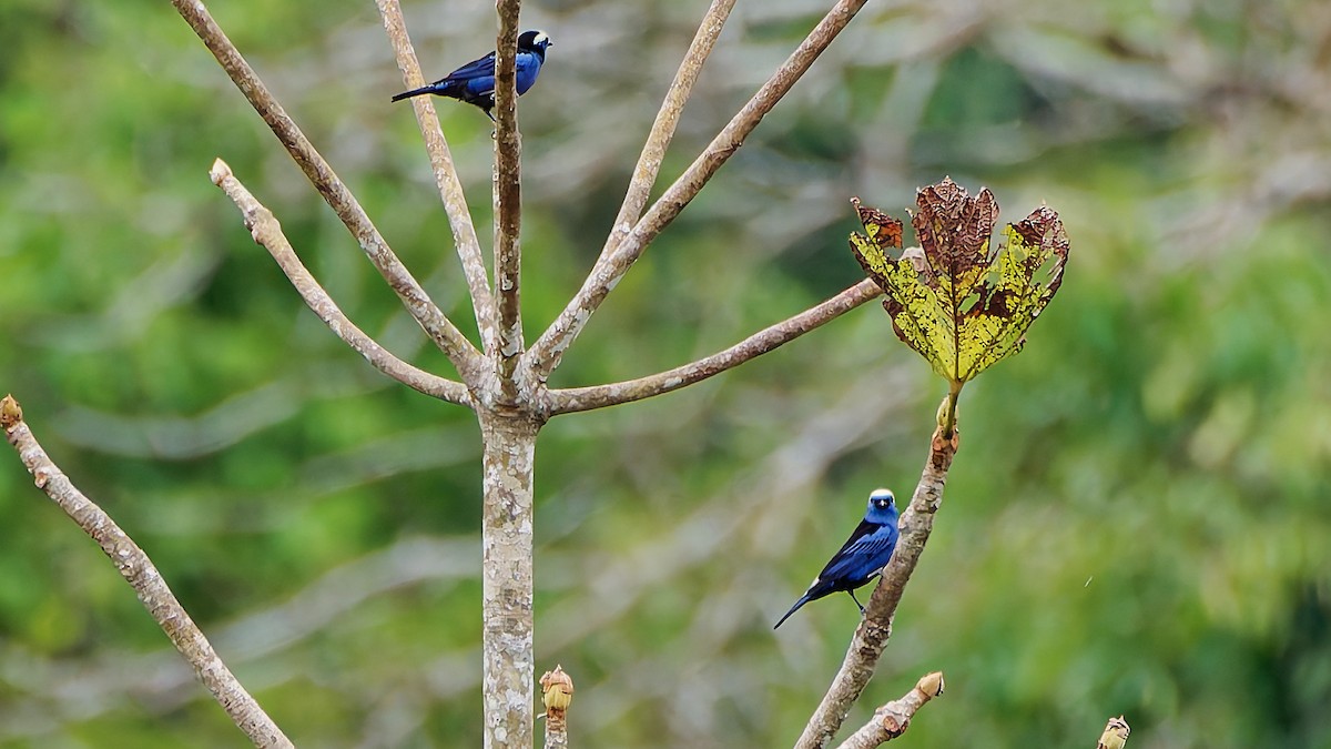 シロボウシフウキンチョウ - ML645606739