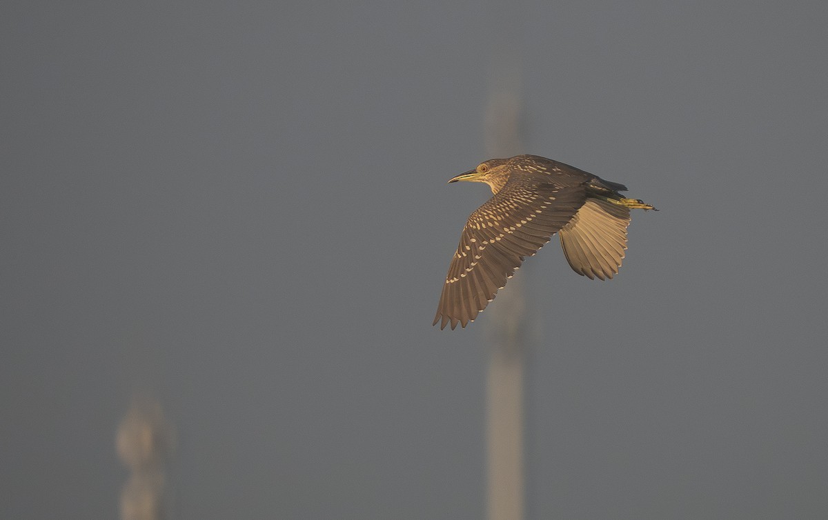 ゴイサギ - ML645606740