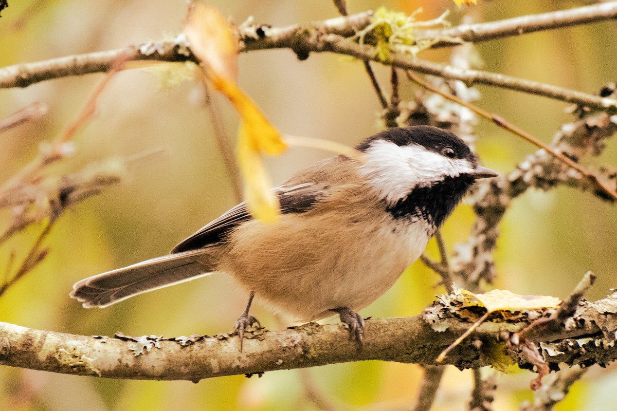 アメリカコガラ - ML645606742