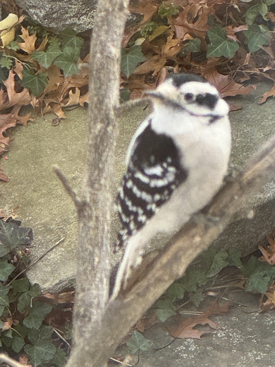 セジロコゲラ - ML645606743