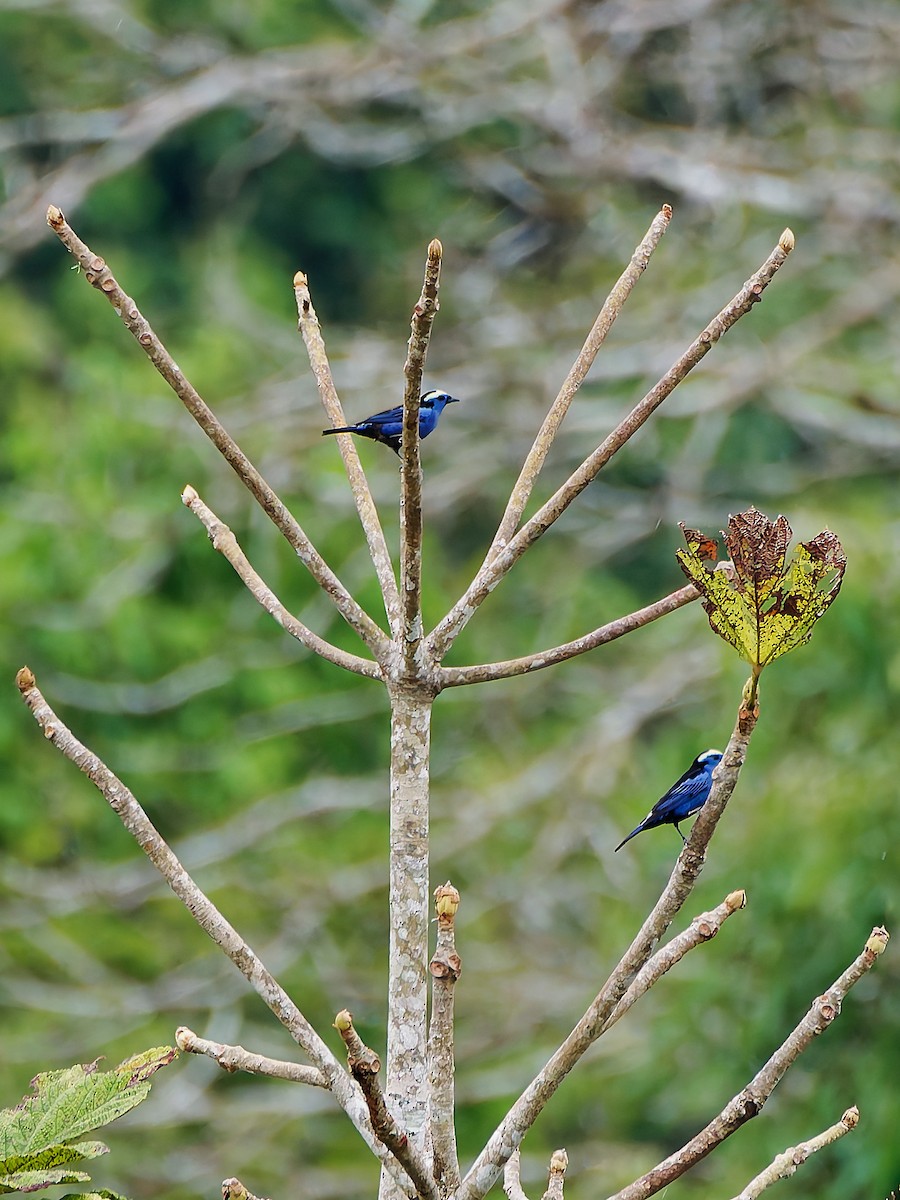 シロボウシフウキンチョウ - ML645606744