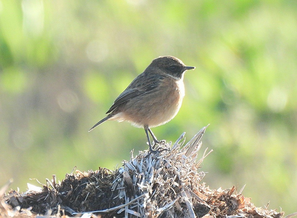 ヨーロッパノビタキ - ML645606745