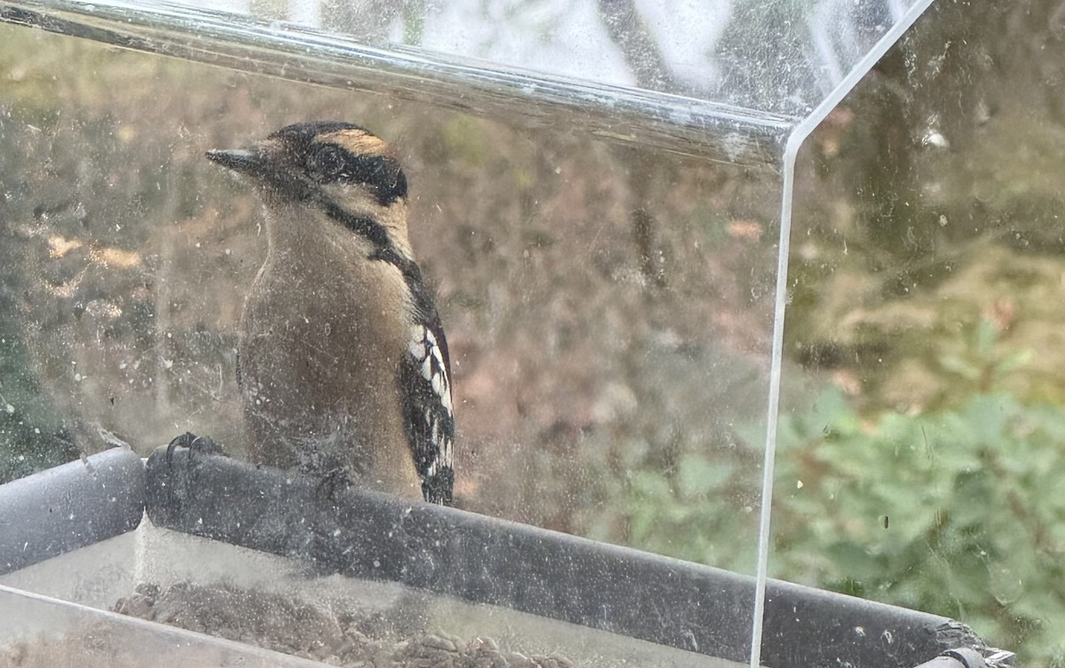 セジロコゲラ - ML645606746