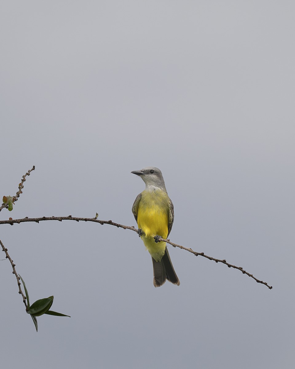 オリーブタイランチョウ - ML645606752