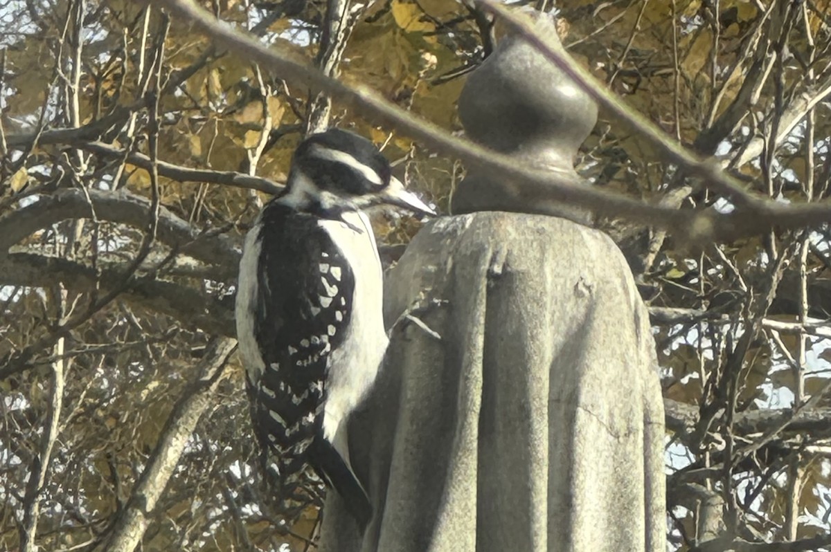 セジロアカゲラ - ML645606753