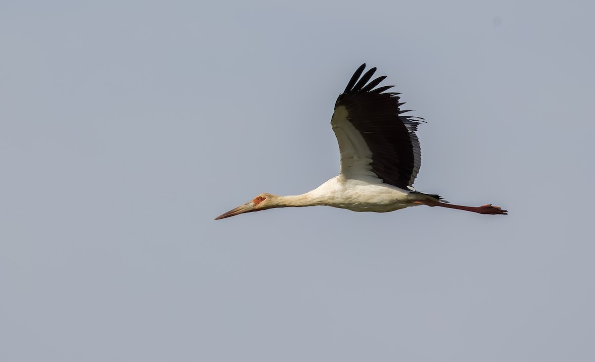 シロエンビコウ - ML645606755