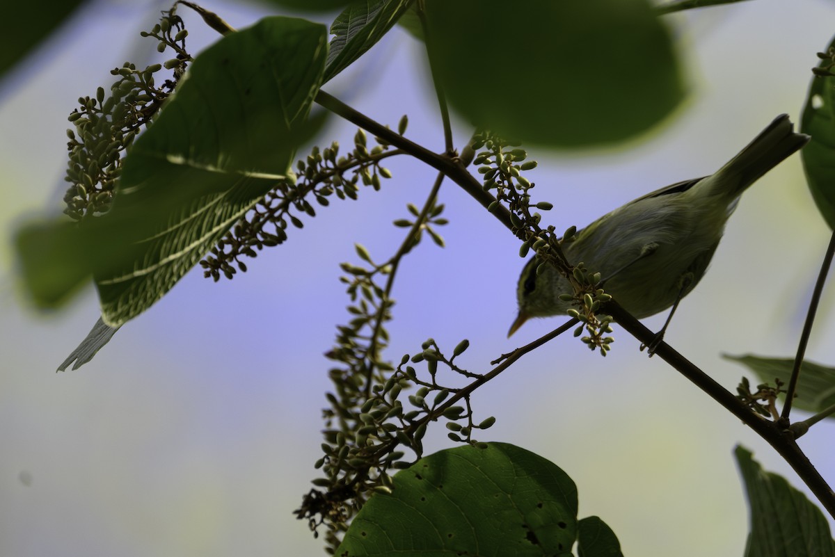 ヒマラヤムシクイ - ML645606756