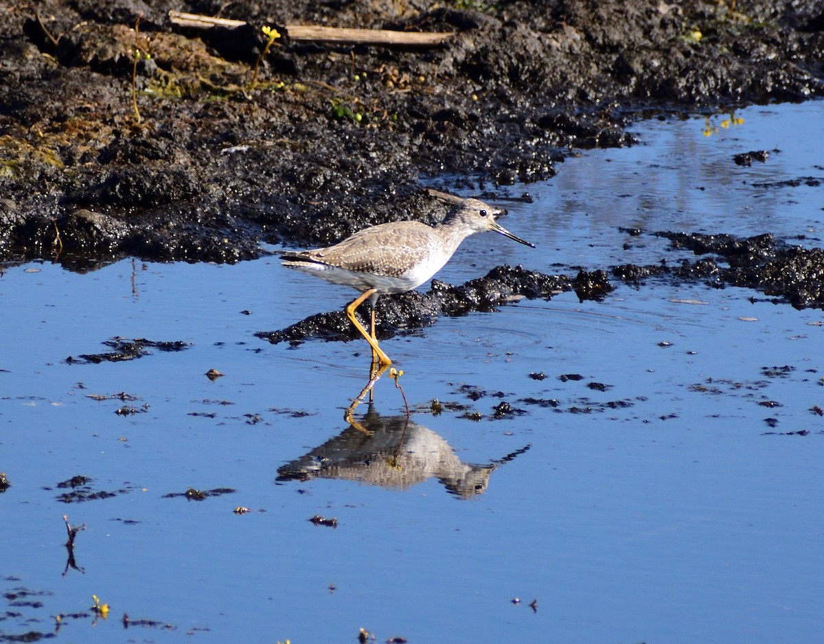 コキアシシギ - ML645606758