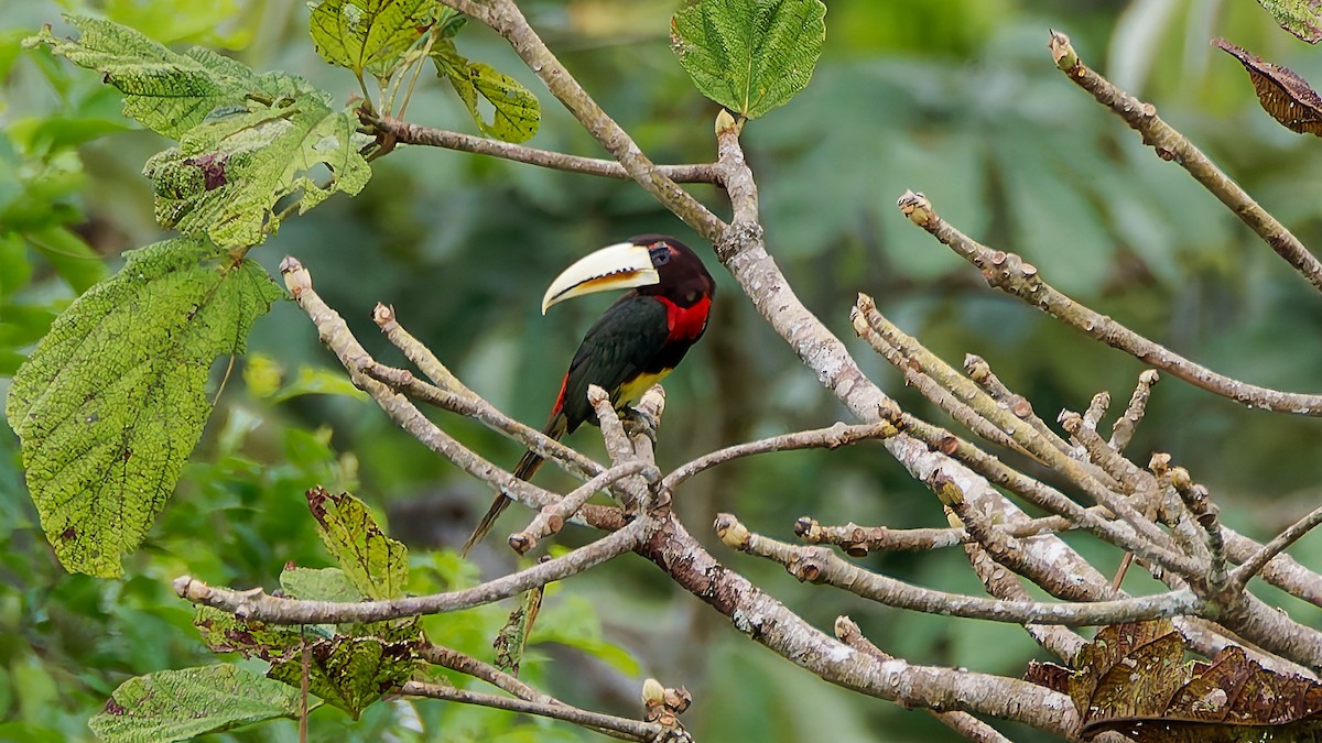 ハシジロチュウハシ - ML645606759