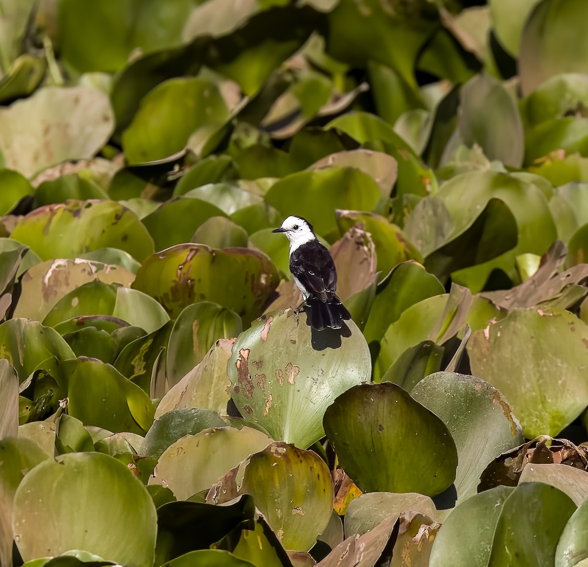 セグロコマダラタイランチョウ - ML645606765