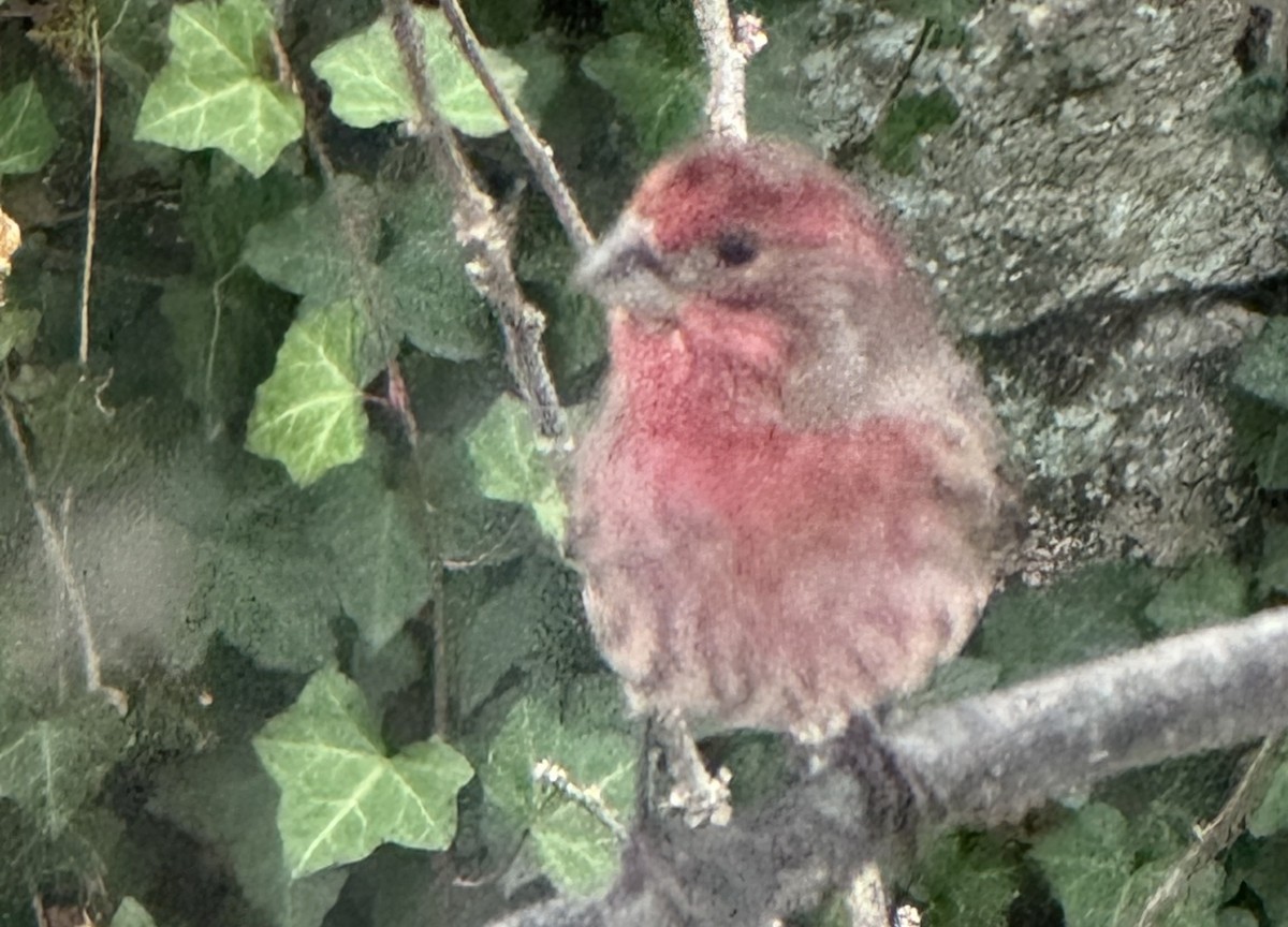 メキシコマシコ - ML645606766