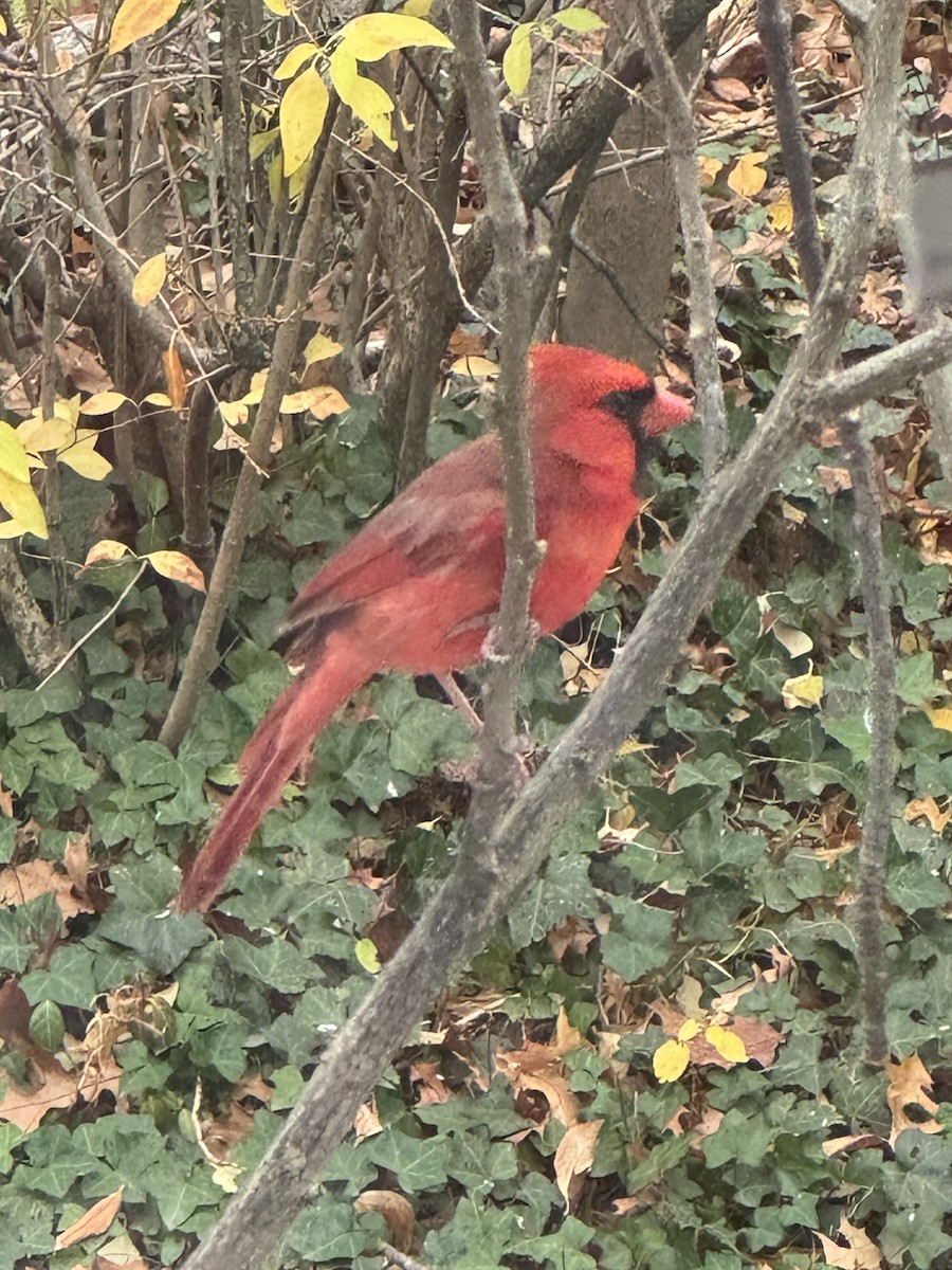 Northern Cardinal - ML645606781