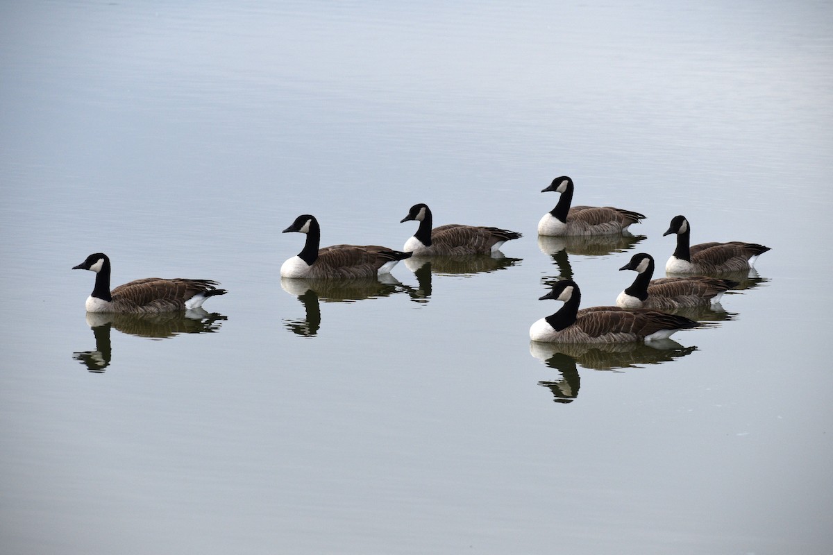 Canada Goose - ML645606785