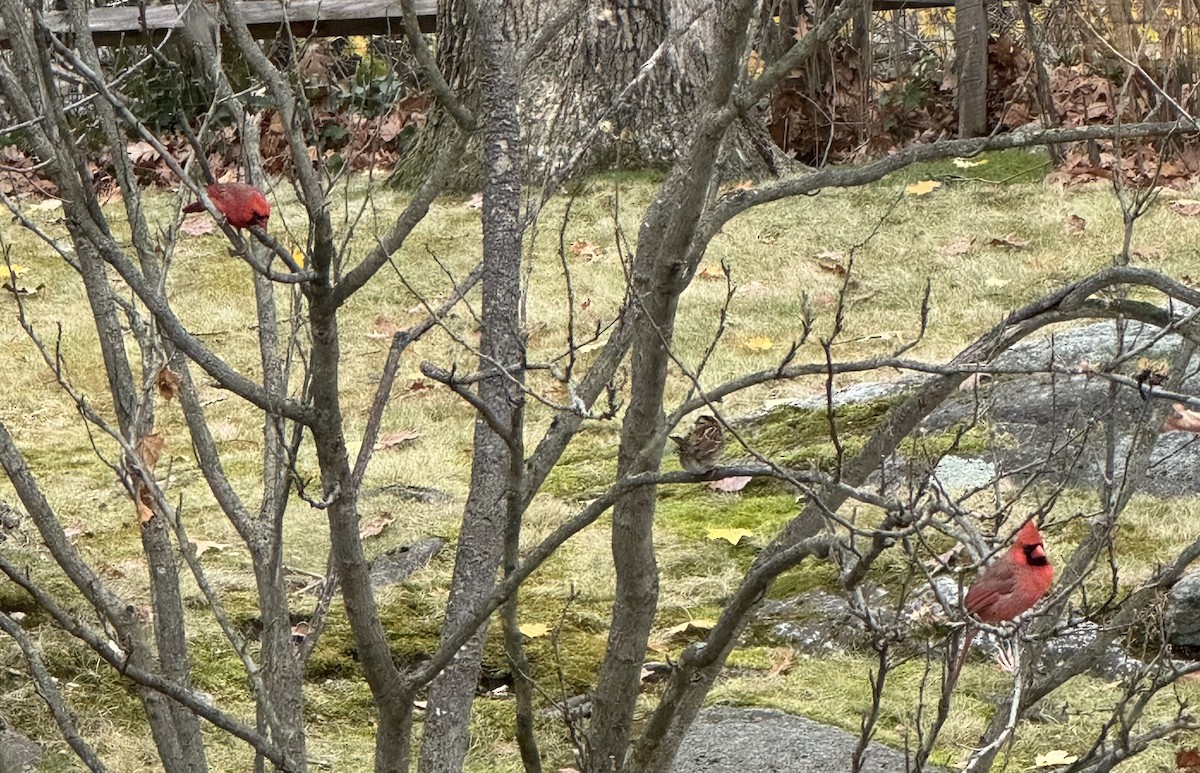 Northern Cardinal - ML645606789