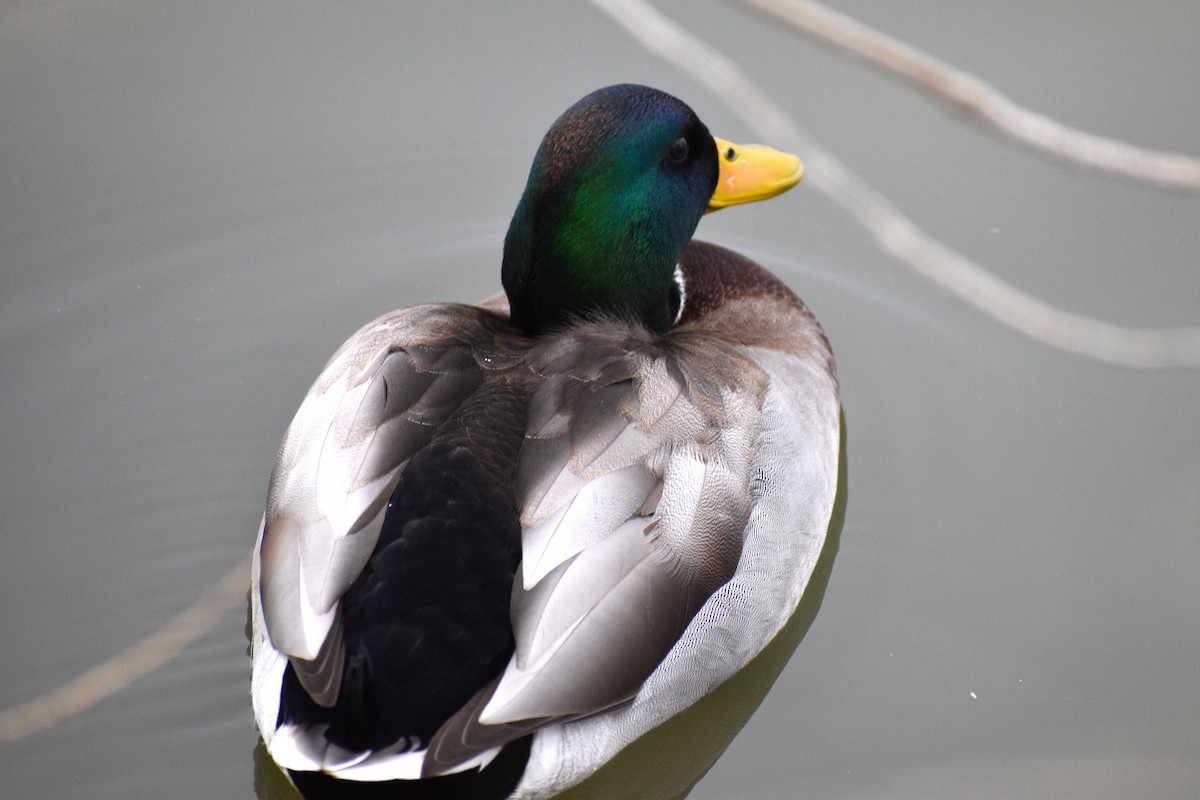 Mallard - ML645606801