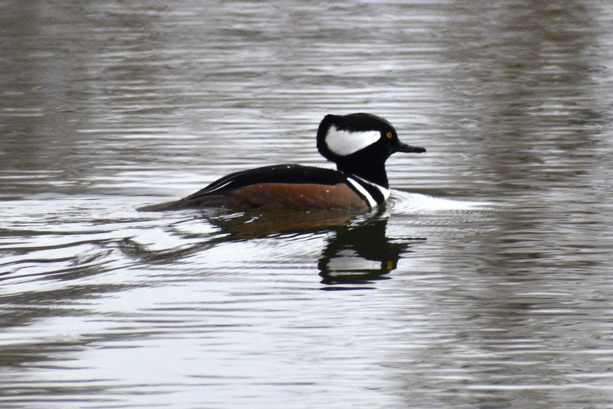Hooded Merganser - ML645606808