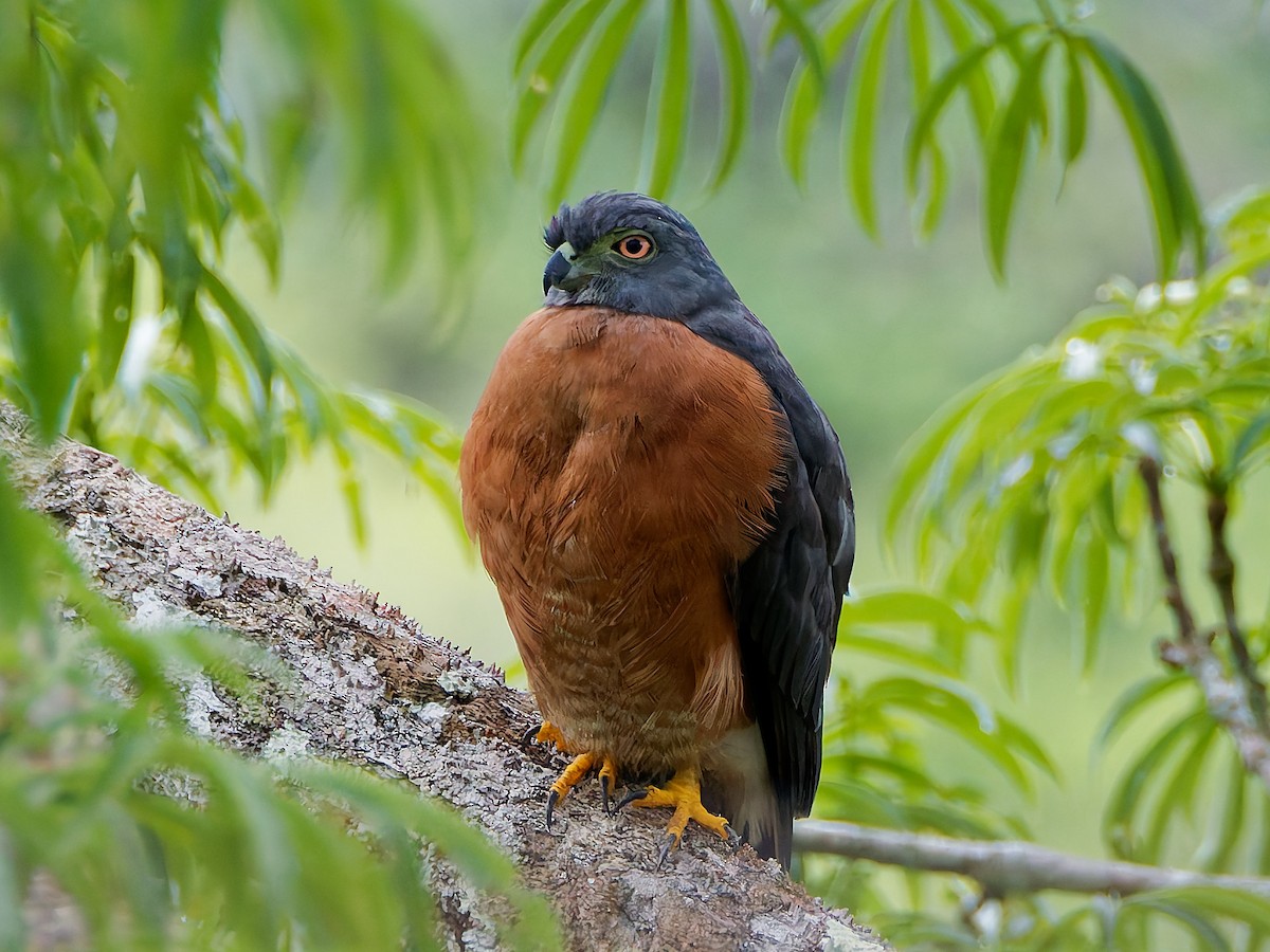 Double-toothed Kite - ML645606809