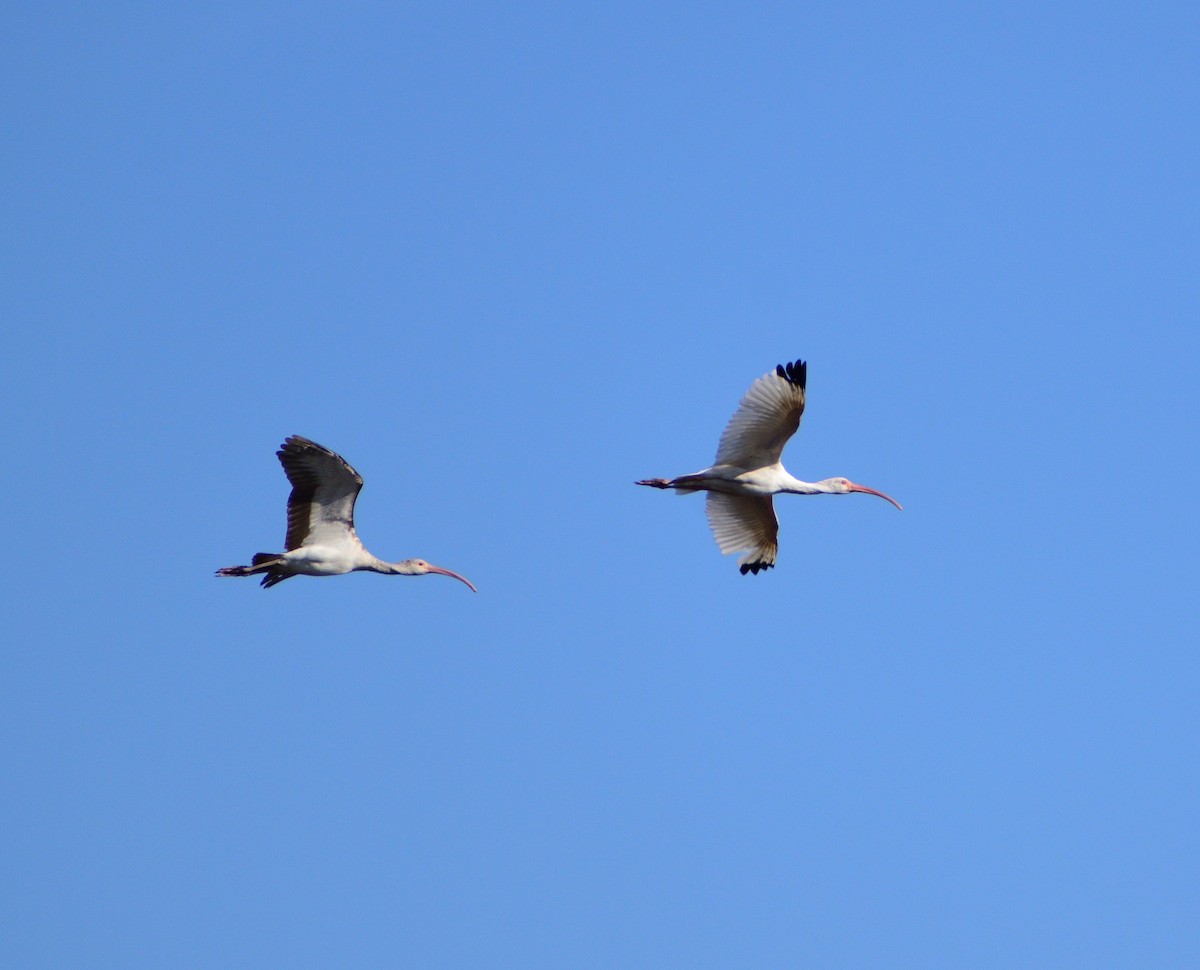 Белый ибис - ML645606817