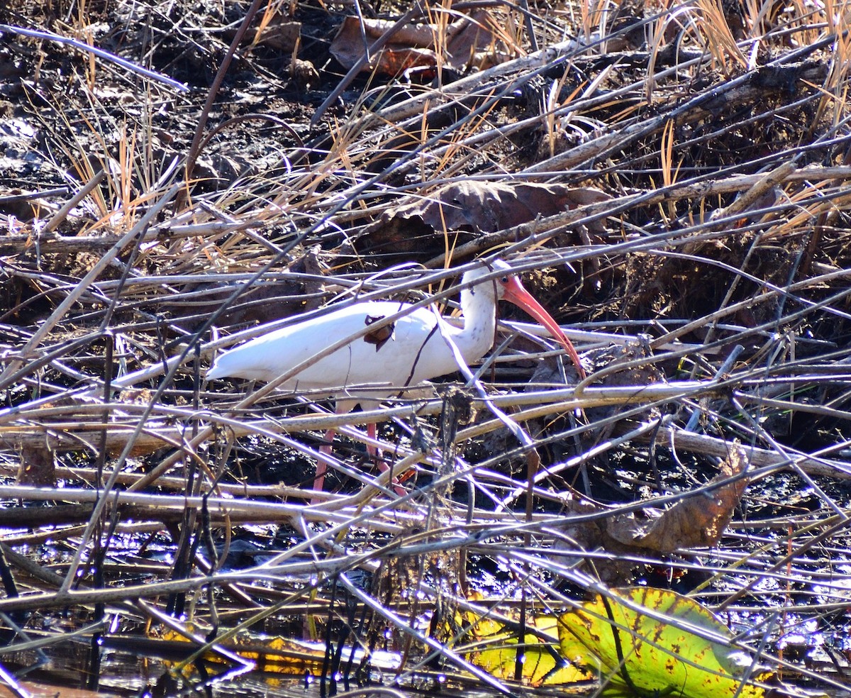 Белый ибис - ML645606818