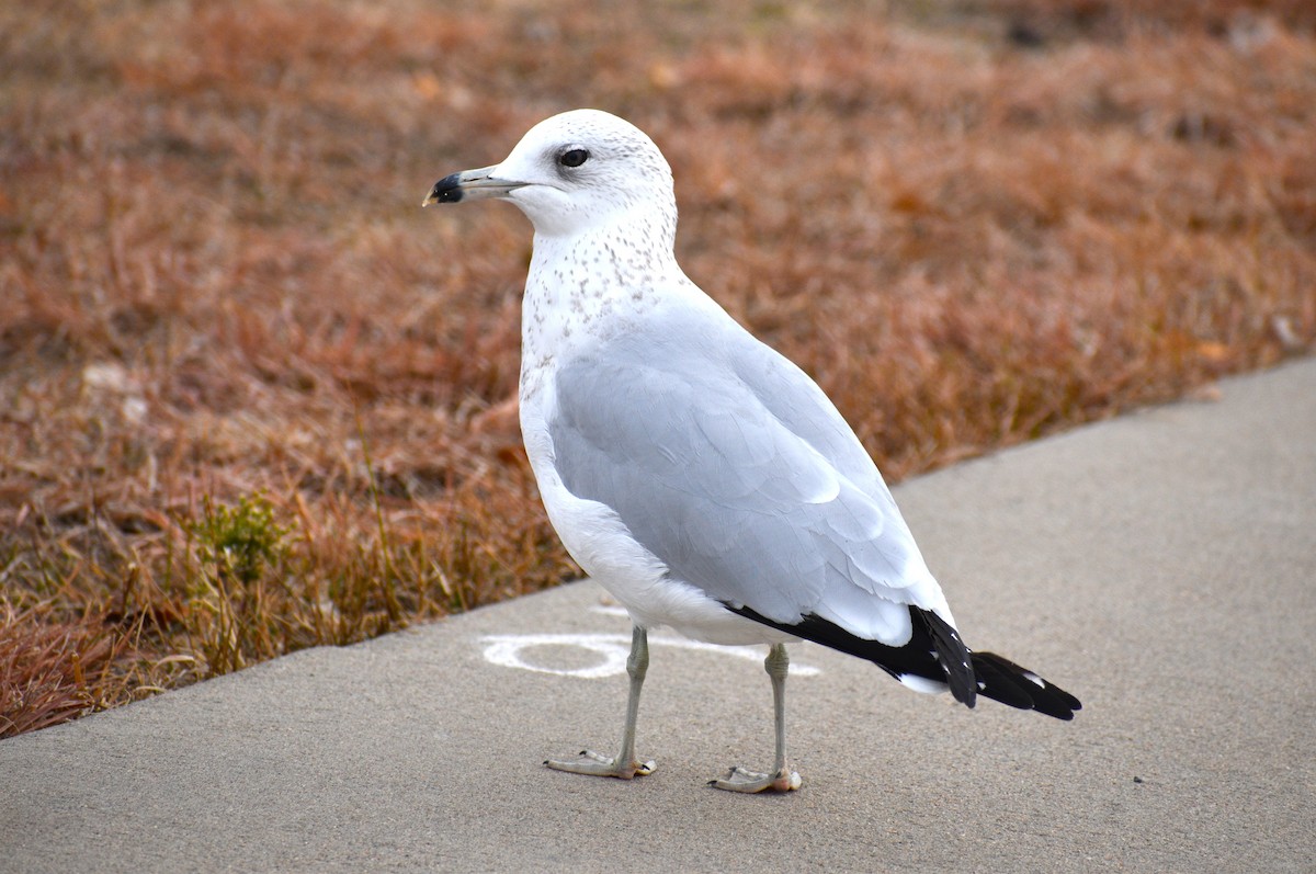 Ring-billed Gull - ML645606821