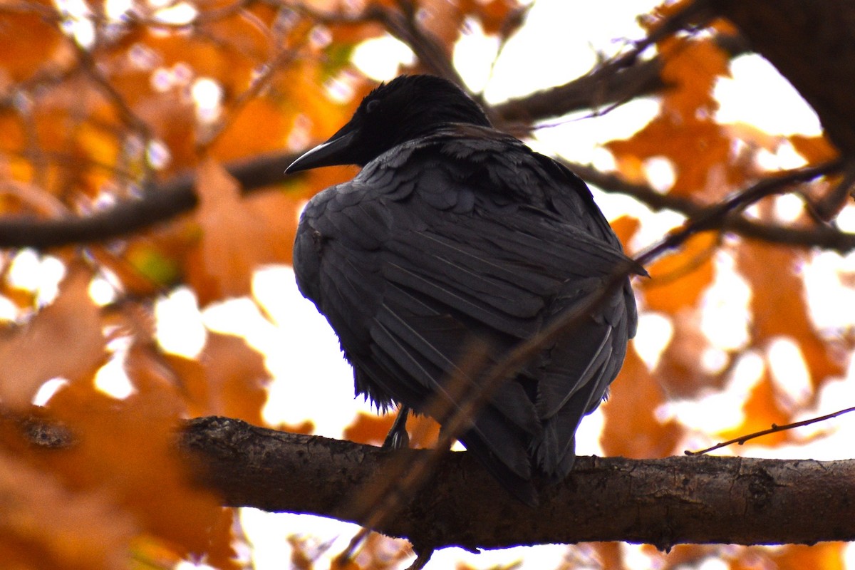 American Crow - ML645606838