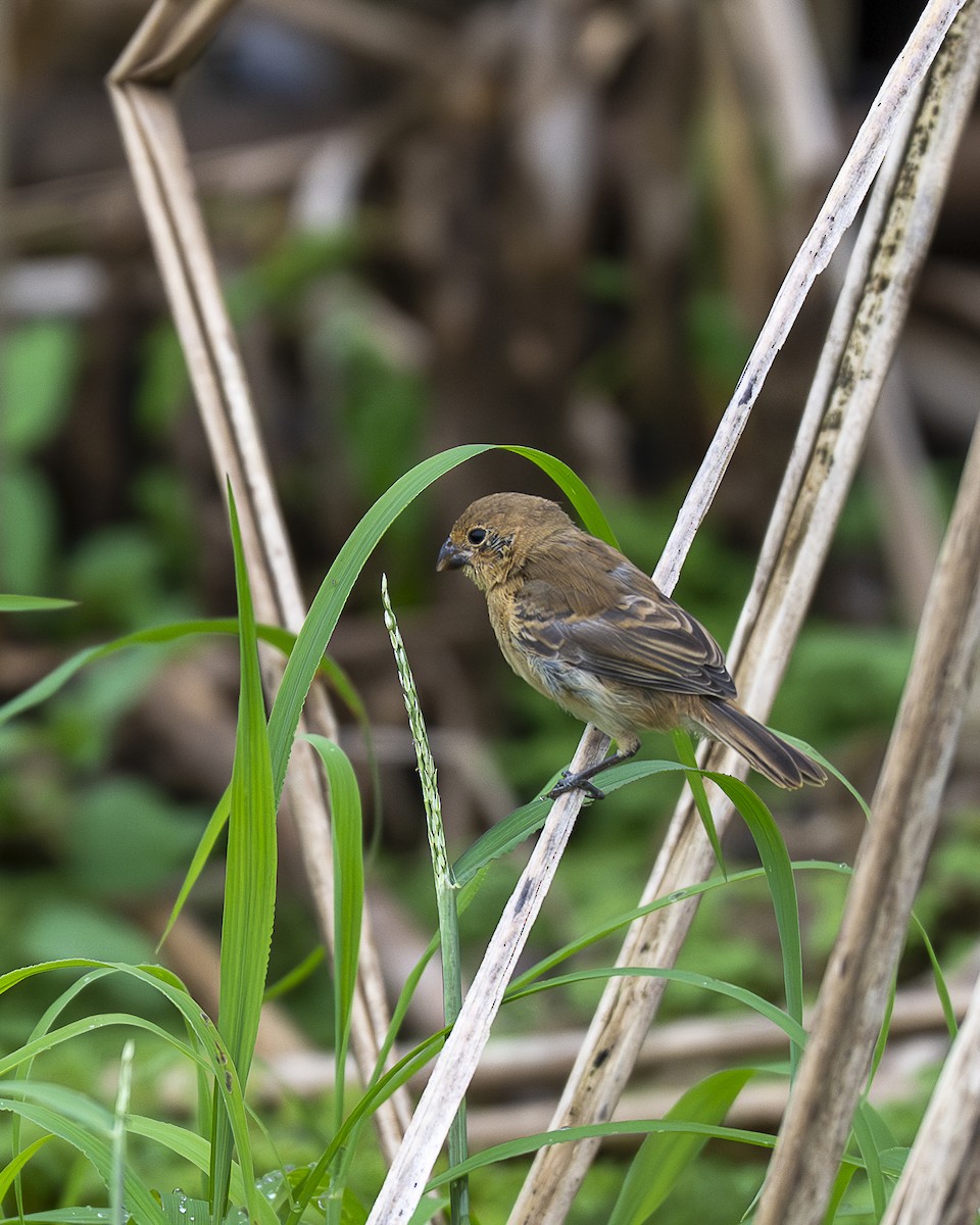 Sporophile petit-louis - ML645606840