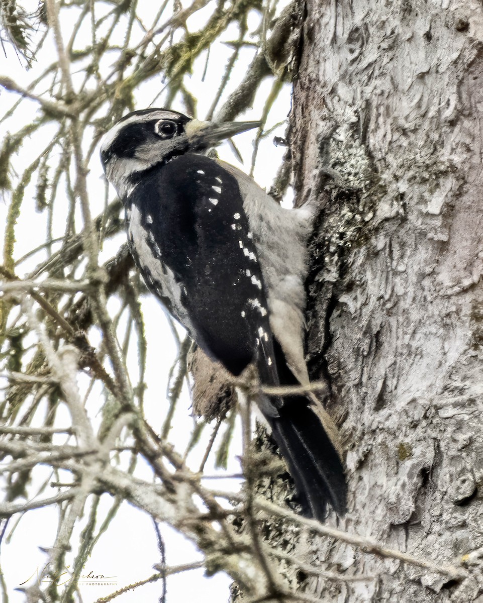 Pic chevelu - ML645606845