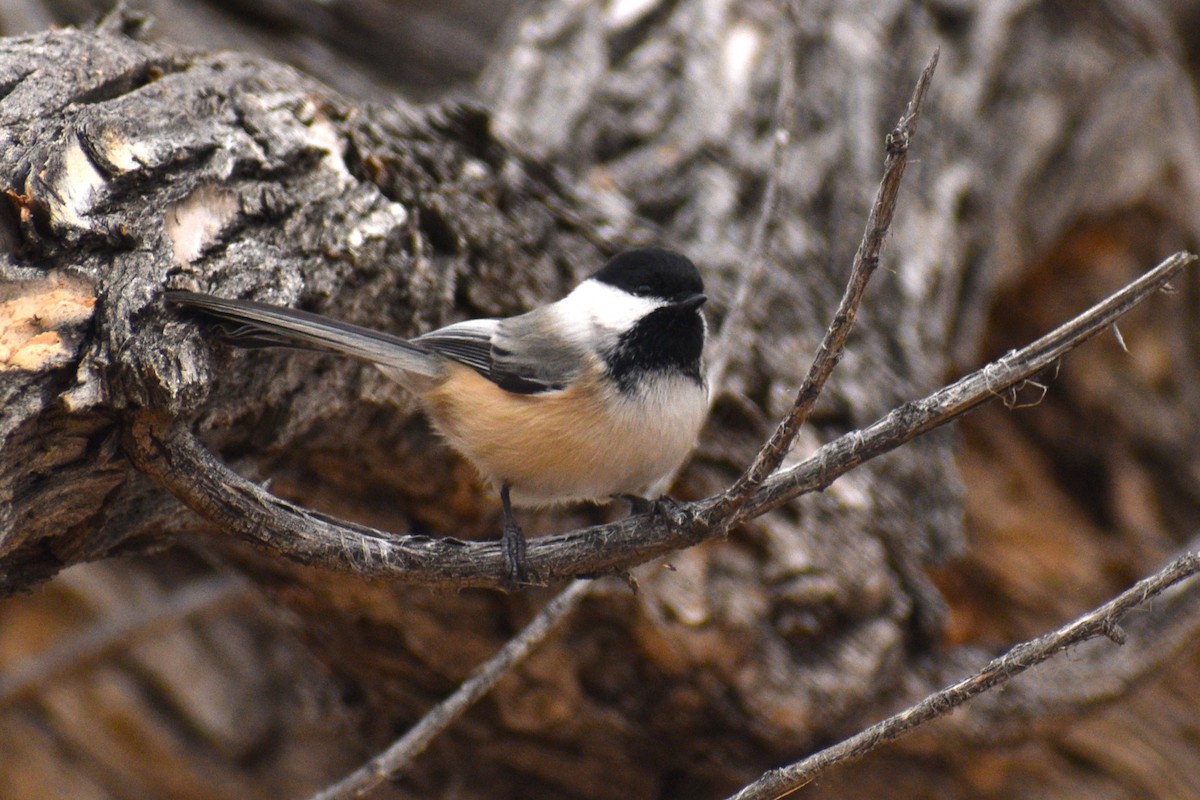 Mésange à tête noire - ML645606846