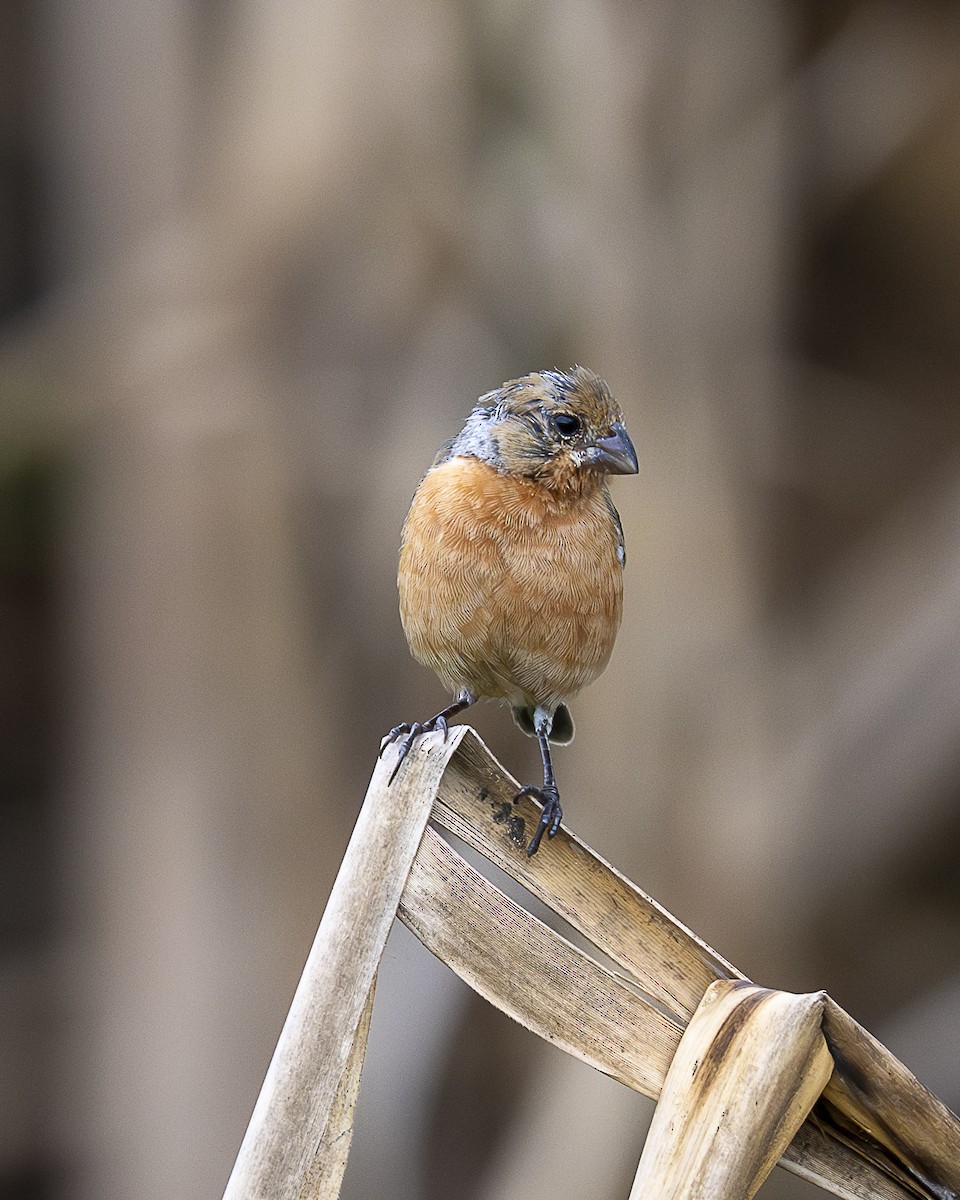 Sporophile petit-louis - ML645606849