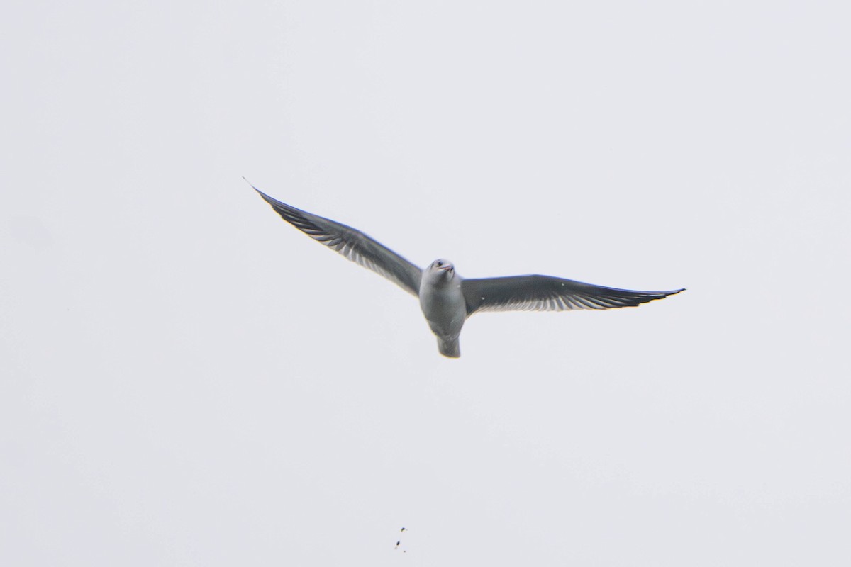 Mouette rieuse - ML645606852