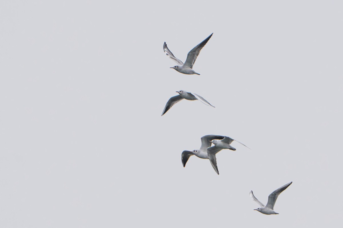 Mouette rieuse - ML645606853