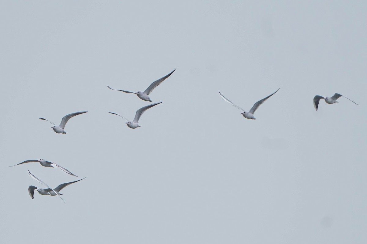 Mouette rieuse - ML645606854