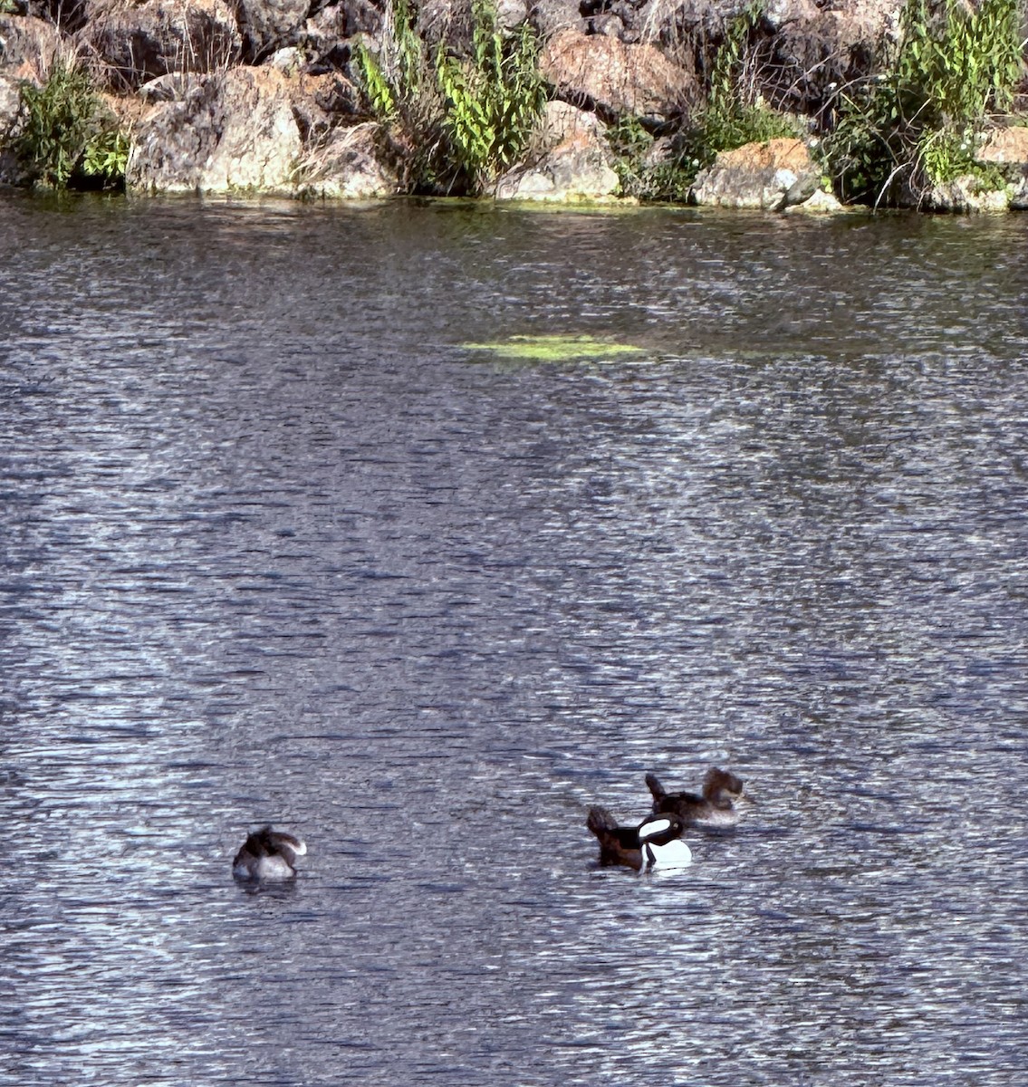 Harle couronné - ML645606860